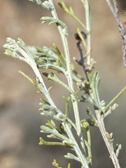 Pentzia incana