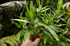 Pimelea longifolia
