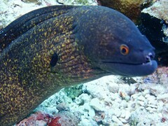 Gymnothorax flavimarginatus