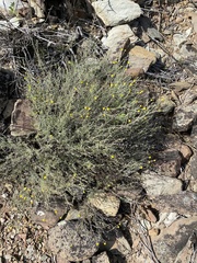 Pentzia incana