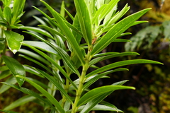 Pimelea longifolia