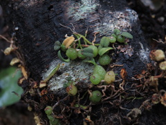 Bulbophyllum pygmaeum