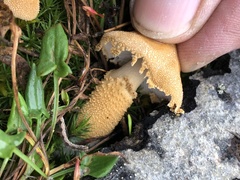Cystoderma aureum