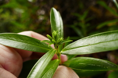 Pimelea longifolia