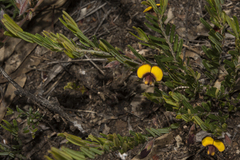 Bossiaea eriocarpa