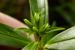 Pimelea longifolia