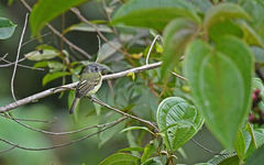 Leptopogon superciliaris