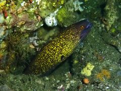 Gymnothorax flavimarginatus