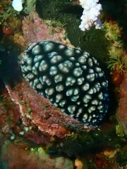 Phyllidiella pustulosa