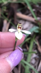 Caladenia prolata