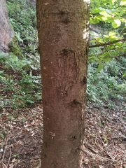 Abies alba
