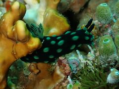 Nembrotha cristata