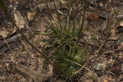 Stylidium piliferum
