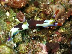 Nembrotha chamberlaini