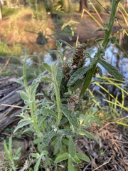 Pterocaulon redolens