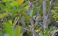 Leptopogon superciliaris