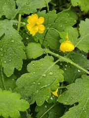 Chelidonium