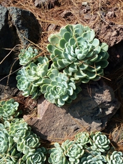 Echeveria elegans