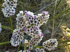 Goniolimon speciosum