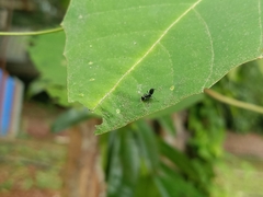 Colobopsis