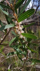 Hakea laevipes