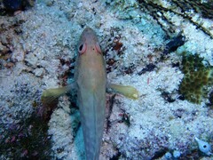 Epinephelidae