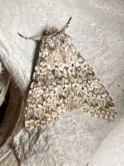 Polymixis flavicincta