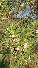 Myoporum