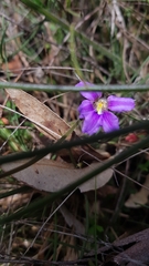 Scaevola ramosissima