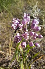 Allium senescens glaucum