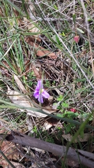 Scaevola ramosissima
