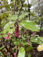Alseuosmia macrophylla