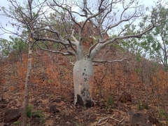 Adansonia gregorii