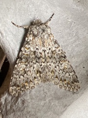 Polymixis flavicincta