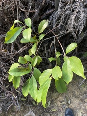Diospyros morrisiana