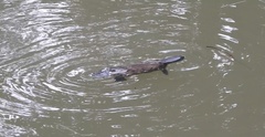 Ornithorhynchus anatinus