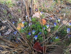 Viola tricolor