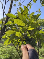 Diospyros morrisiana