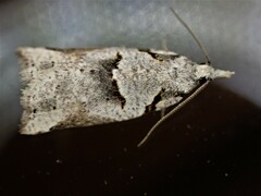 Harmologa amplexana