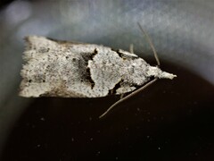 Harmologa amplexana