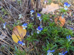 Viola tricolor
