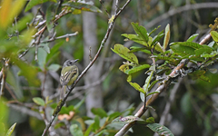 Leptopogon superciliaris