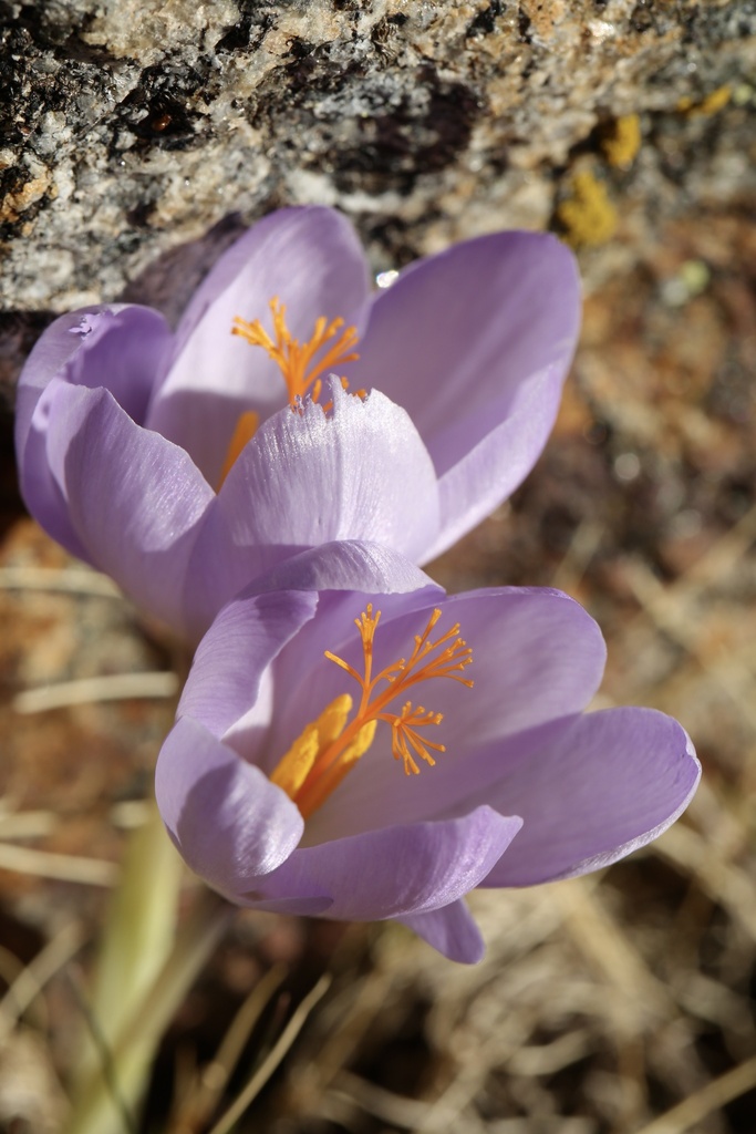Crocus salzmannii