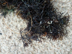 Furcellaria lumbricalis