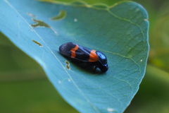 Cosmoscarta abdominalis
