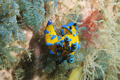 Tambja verconis