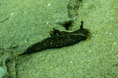 Polycera hedgpethi
