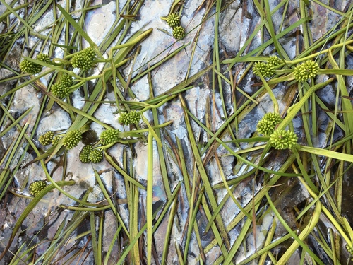 Sparganium hyperboreum iNat (2)