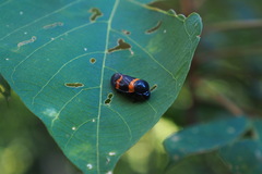 Cosmoscarta abdominalis