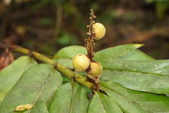 Alpinia